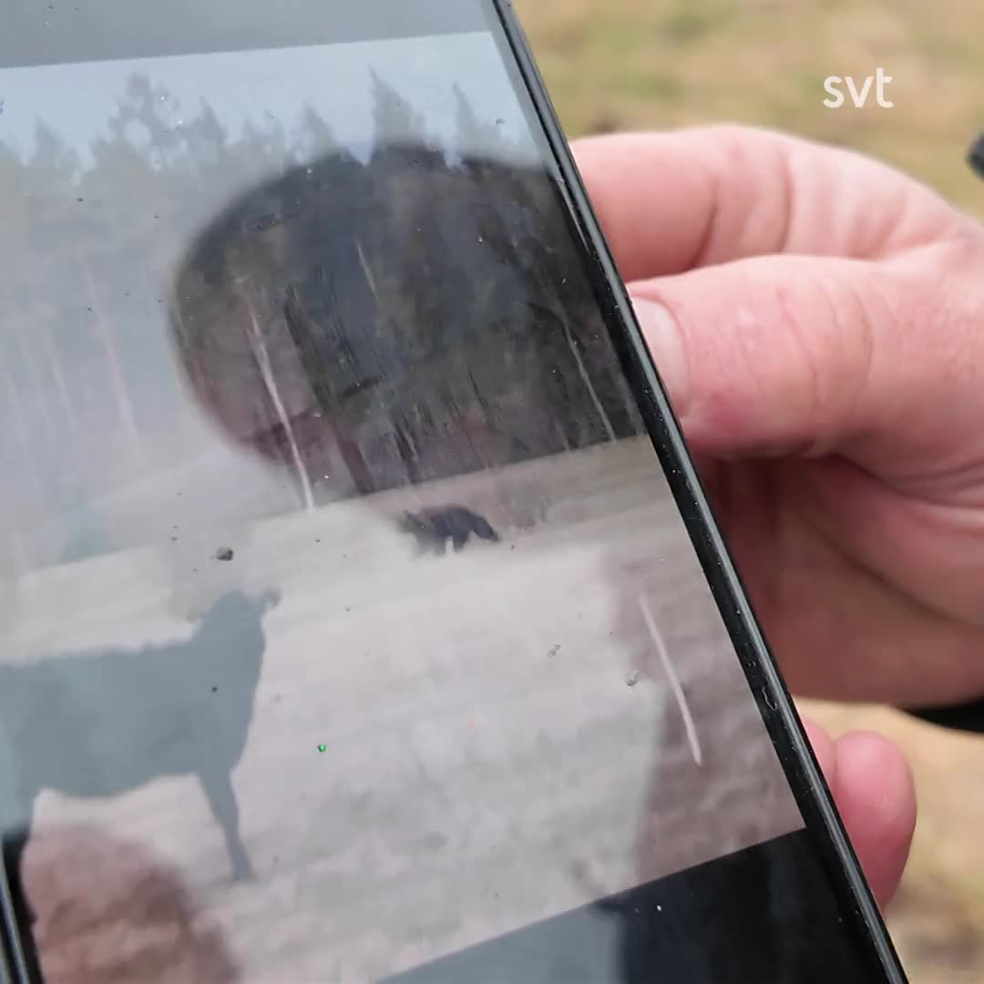 Andreas träffade björn – hämtade älgstudsaren